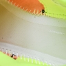  New Balance FuelCell Rebel V4 MRCELLA4